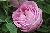 Kletternde Strauchrosen / Kletterrosen \n Remontant Rosen &nbsp;-&nbsp; Mrs. John Laing