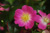 Kletternde Strauchrosen / Kletterrosen \n Kletterrosen und Rambler &nbsp;-&nbsp; American Pillar
