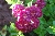 Kletternde Strauchrosen / Kletterrosen \n Kletterrosen und Rambler &nbsp;-&nbsp; Bleu Magenta