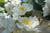 Kletternde Strauchrosen / Kletterrosen \n Kletterrosen und Rambler &nbsp;-&nbsp; Bobbie James