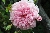 Kletternde Strauchrosen / Kletterrosen \n Kletterrosen und Rambler &nbsp;-&nbsp; Paul No�l