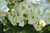 Kletternde Strauchrosen / Kletterrosen \n Kletterrosen und Rambler &nbsp;-&nbsp; Rambling Rector