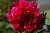 Kletternde Strauchrosen / Kletterrosen \n Rosa Borbonica &nbsp;-&nbsp; Mme. Isaak Pereire