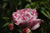 Kletternde Strauchrosen / Kletterrosen \n Rosa Borbonica &nbsp;-&nbsp; Variegata di Bologna