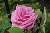 Kletternde Strauchrosen / Kletterrosen \n Rosa Borbonica &nbsp;-&nbsp; Z�phirine Drouhin