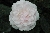 Kletternde Strauchrosen / Kletterrosen \n Noisette Rosen &nbsp;-&nbsp; Madame Alfred Carri�re