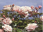 Alte Kletterrosen und Rambler