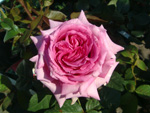 Rosen von Delbard