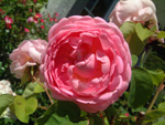 Englische Rosen von David Austin