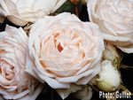 Rosa Generosa von Guillot