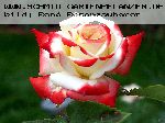 Imp�ratrice Farah - Rosen von Delbard