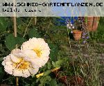 P�n�lope - Rosa Moschata