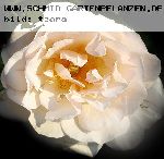 P�n�lope - Rosa Moschata