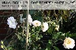 P�n�lope - Rosa Moschata