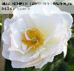 P�n�lope - Rosa Moschata