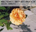 Crown Princess Margareta - Englische Rosen