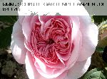 K�nigin von D�nemark (Reine du Danemark) - Rosa Alba