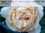 K�nigin von D�nemark (Reine du Danemark) - Rosa Alba