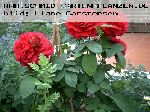 L. D. Braithwaite - Englische Rosen