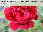 L. D. Braithwaite - Englische Rosen