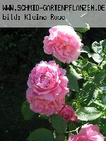 Mary Rose - Englische Rosen