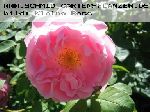 Mary Rose - Englische Rosen