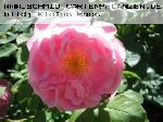 Mary Rose - Englische Rosen