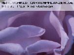 Azubis - Moderne Kletterrosen