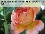 Abraham Darby - Englische Rosen