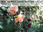 Abraham Darby - Englische Rosen
