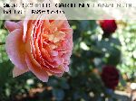 Abraham Darby - Englische Rosen