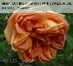Soleil d'Or - Rosa Lutea