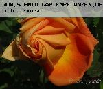 Soleil d'Or - Rosa Lutea