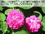 Rose de Resht - Rosa Damascena