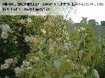 Ghislaine de F�ligonde - Kletterrosen und Rambler