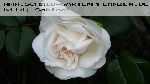 Sombreuil - Kletterrosen und Rambler