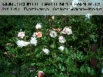 The Garland - Kletterrosen und Rambler