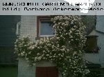 The Garland - Kletterrosen und Rambler