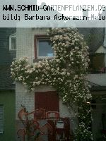 The Garland - Kletterrosen und Rambler