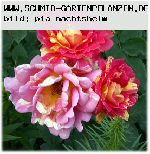 Rose des Cisterciens - Rosen von Delbard