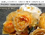 Graham Thomas - Englische Rosen