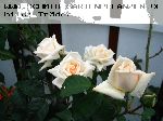 Ilse Krohn, Superior - Moderne Kletterrosen