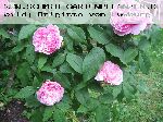 Muscosa - Rosa Centifolia Muscosa