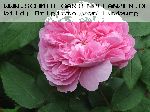 Muscosa - Rosa Centifolia Muscosa