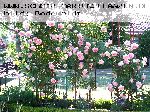 Pierre de Ronsard ('Eden Rose 85') - Moderne Strauchrosen