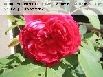 Crown Princess Margareta - Englische Rosen