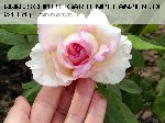 Janet - Englische Rosen
