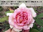 Janet - Englische Rosen
