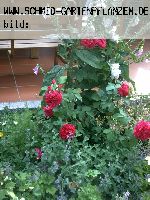 William Shakespeare - Englische Rosen
