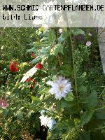William Shakespeare - Englische Rosen